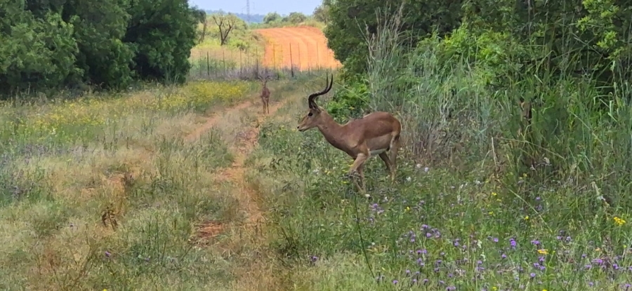 10 Bedroom Property for Sale in Swartruggens North West